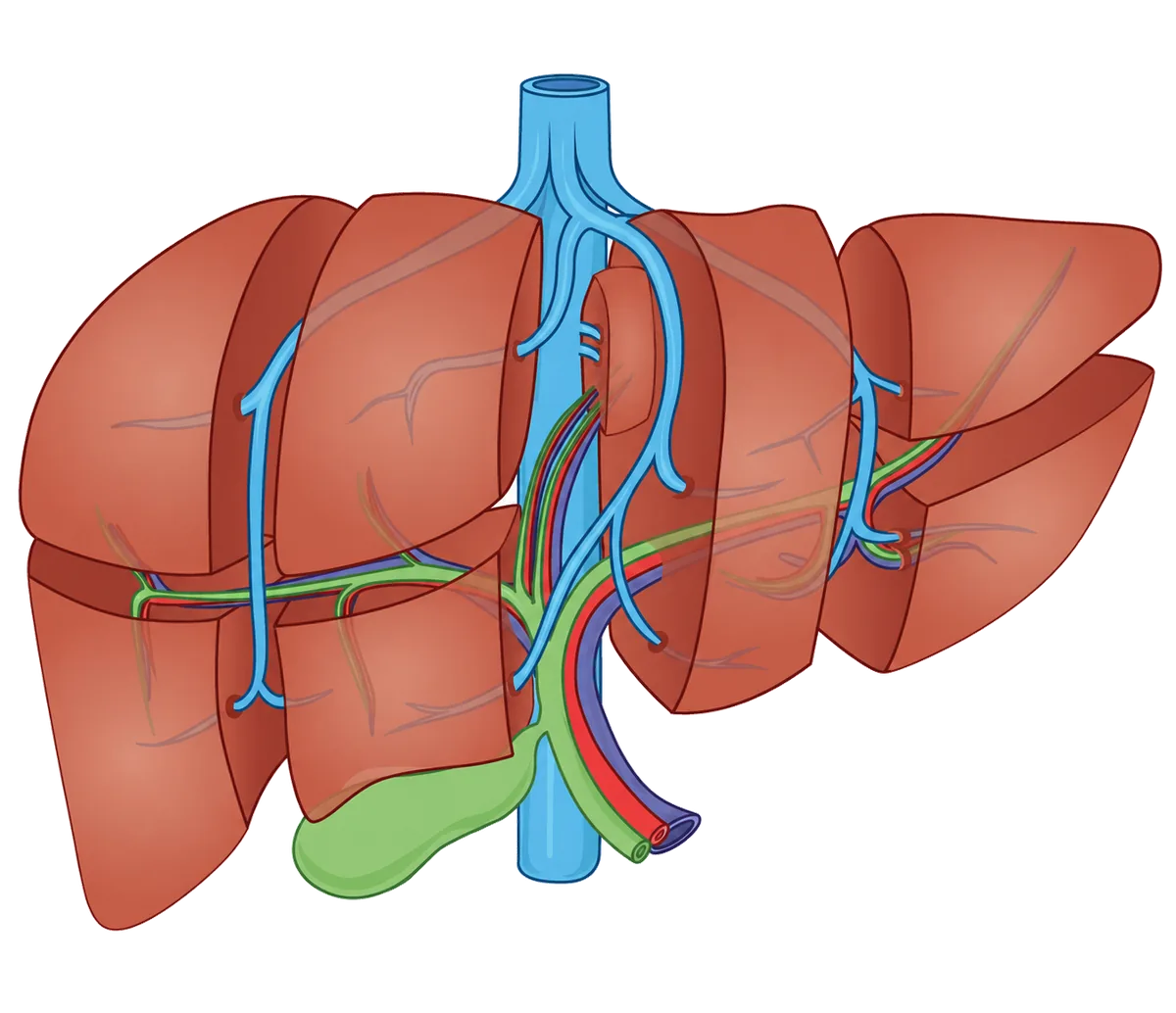 Anatomia do fígado — segmentação de Couinaud